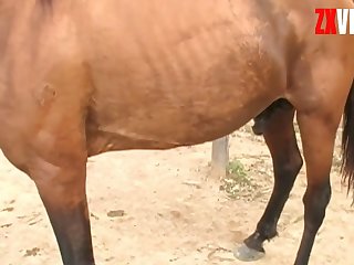 Horse Owner's Shaft