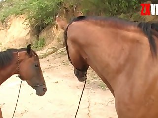 Horse Owner's Shaft