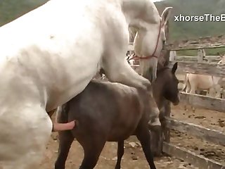 Cock As It Slid From His Sheath