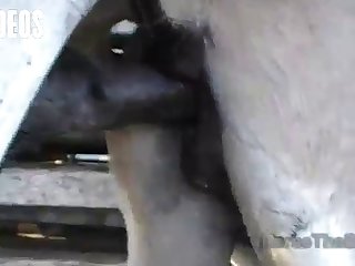 There I Was Laying On A Bench In A Horse Stall