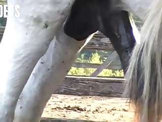 There I Was Laying On A Bench In A Horse Stall