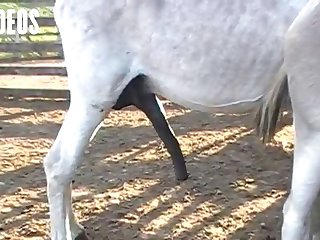There I Was Laying On A Bench In A Horse Stall