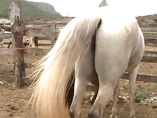 Stopped To Watch Them Mating