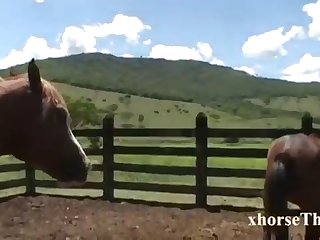Against The Swollen Lips Of Her Pussy The Horse Was At