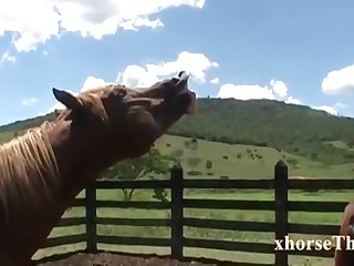 Against The Swollen Lips Of Her Pussy The Horse Was At