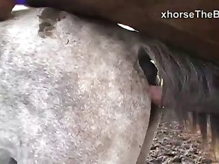 After Stopping For Tea Horse Owner Drove To A Horse Farm Not