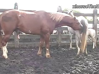 After Stopping For Tea Horse Owner Drove To A Horse Farm Not