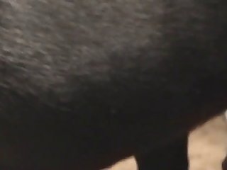 Entirety Of His Cock Into The Hot Bitch Below Him. He